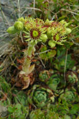 Sempervivum wulfenii
