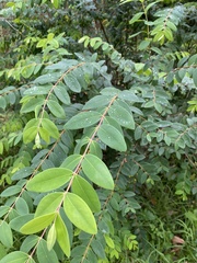 Hypericum geminiflorum
