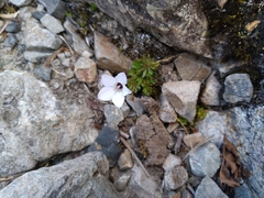 Wahlenbergia albomarginata