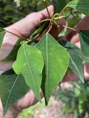 Homalanthus stillingiifolius