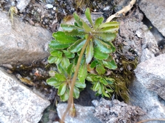 Wahlenbergia albomarginata