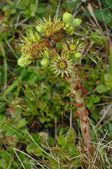 Sempervivum wulfenii