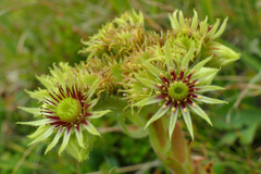 Sempervivum wulfenii