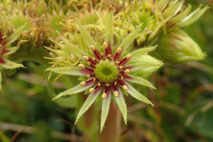 Sempervivum wulfenii