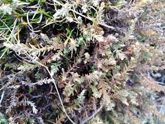 Lepidothamnus laxifolius