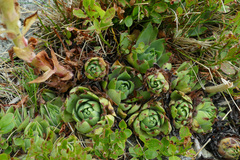 Sempervivum wulfenii