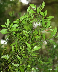 Phyllocladus alpinus