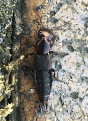 Antimerus punctipennis
