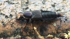 Antimerus punctipennis