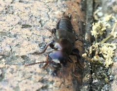 Antimerus punctipennis