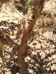 Aspalathus acanthophylla