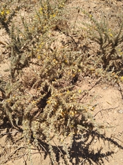 Aspalathus acanthophylla