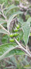 Solanum paniculatum