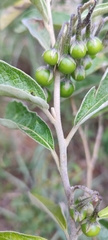 Solanum paniculatum