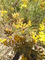 Euryops speciosissimus