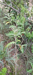 Solanum paniculatum