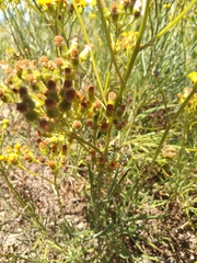 Euryops speciosissimus