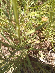 Euryops speciosissimus