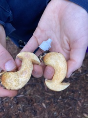 Suillus tomentosus