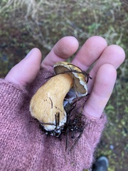Suillus tomentosus
