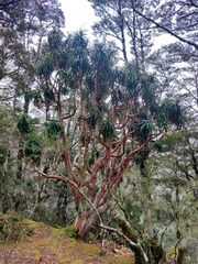 Dracophyllum traversii
