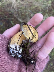 Suillus tomentosus