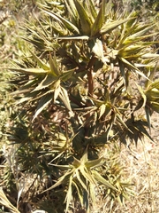 Xanthium spinosum