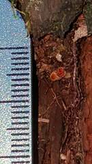 Tricholomopsis formosa