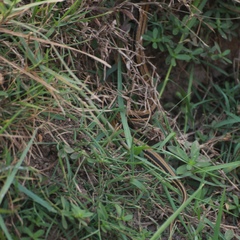 Xenochrophis vittatus