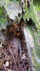 Tricholomopsis formosa