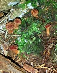 Tricholomopsis formosa