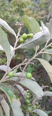 Solanum paniculatum