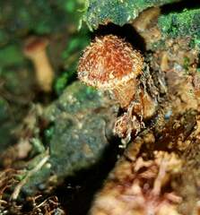 Tricholomopsis formosa