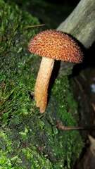 Tricholomopsis formosa