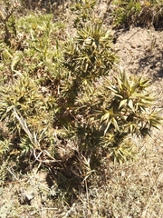 Xanthium spinosum