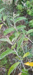 Solanum paniculatum