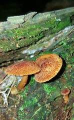 Tricholomopsis formosa