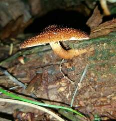 Tricholomopsis formosa