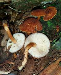 Tricholomopsis formosa