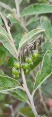 Solanum paniculatum