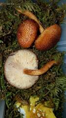 Tricholomopsis formosa