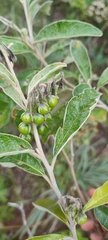 Solanum paniculatum