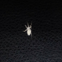 Zosis geniculata