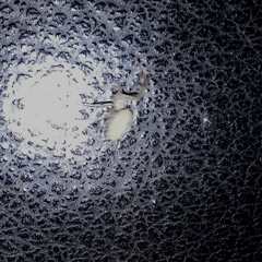 Zosis geniculata