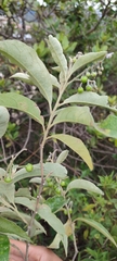 Solanum paniculatum