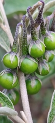 Solanum paniculatum