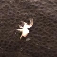 Zosis geniculata