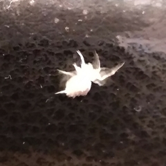 Zosis geniculata