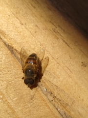 Phytomia