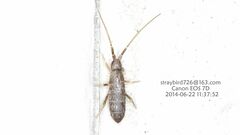 Tomoceridae